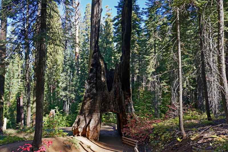 Tuolumne Grove