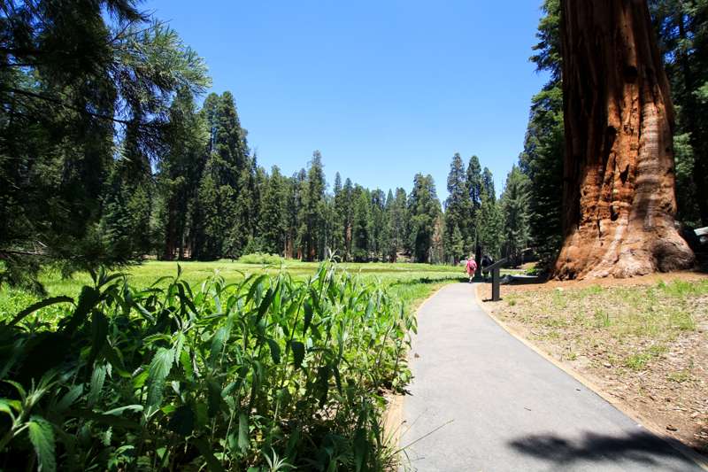 Big Trees Loop Trail