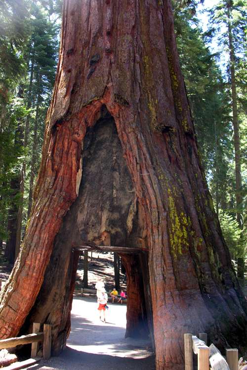 California Tunnel Tree