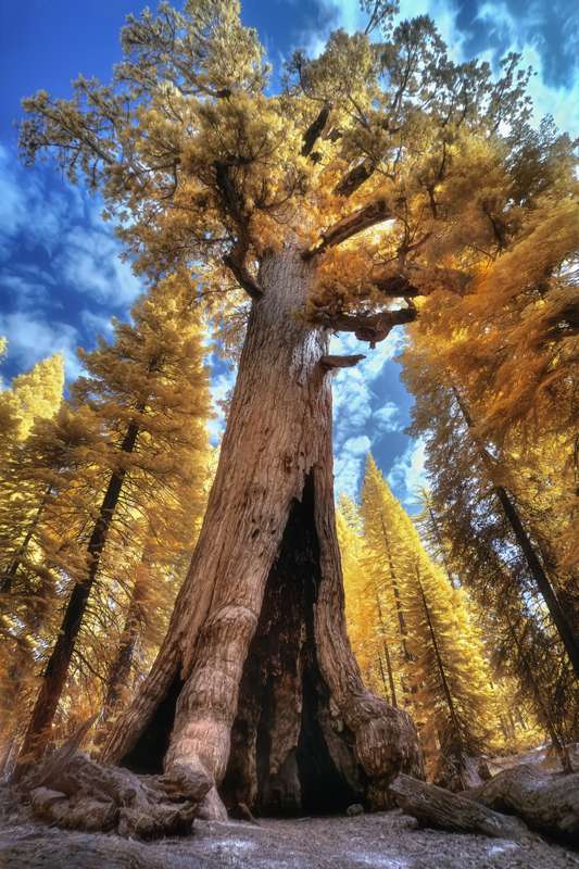 Grizzly Giant Loop Trail