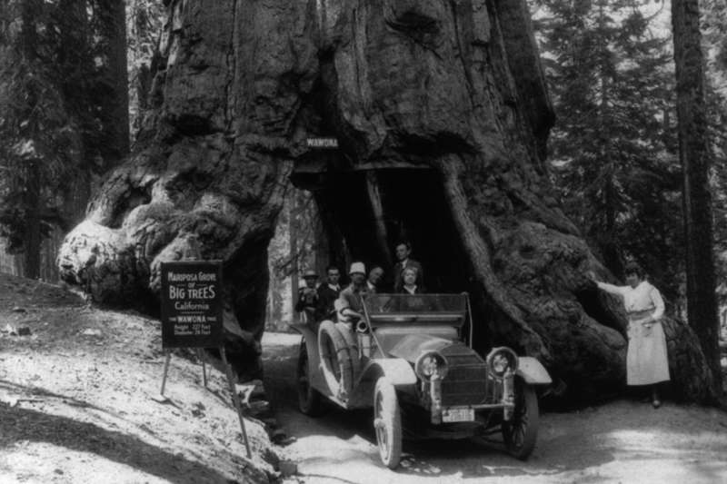 Wawona Tunnel Tree en juin 1918