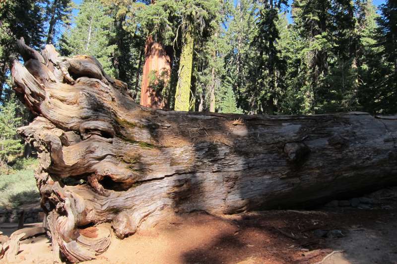 Wawona Tunnel Tree