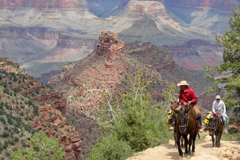 Mules Bright Angel Trail