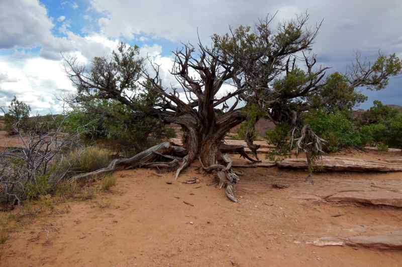 Delicate Arch Trail