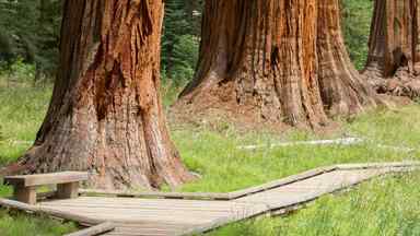 The Big Trees Trail