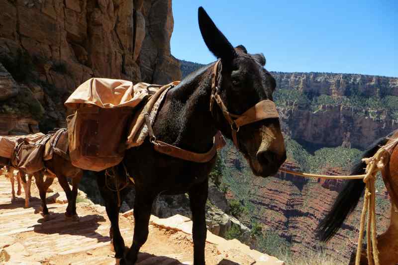 Mules South Kaibab Trail