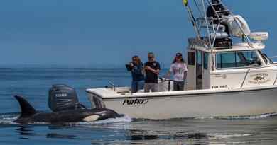 Aventures Baleines & Dauphins !! 