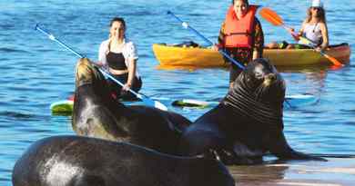 Tour de kayak et paddleboard avec les lions de mer