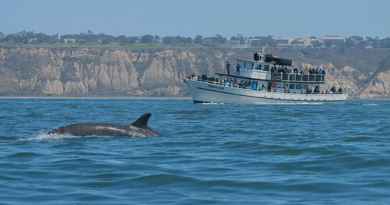 Excursion d'observation des baleines