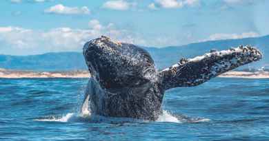 Croisière d'observation de baleines à Monterey