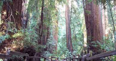 Excursion Muir Woods des séquoias géants de Californie