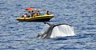 Excursion d'observation des baleines