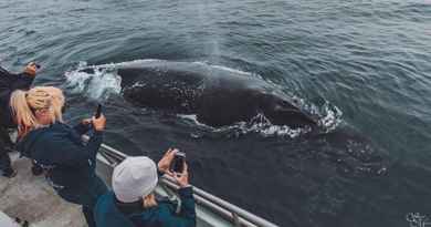 Observation des baleines l'après-midi