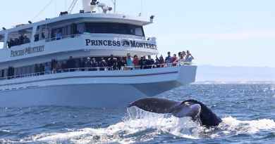 Excursion d'observation des baleines