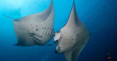 Hawaii Manta Ray Sunset & Night Time Snorkel Experienc