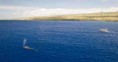 Croisière en catamaran avec observation de baleines