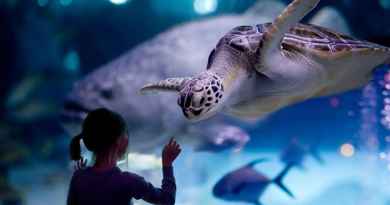 Billet pour la visite de Houston et l'aquarium