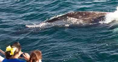 Croisière d’observation des baleines et dauphins