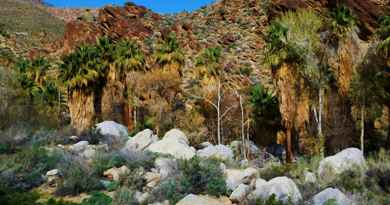 Tour en jeep et randonnée à Indian Canyons