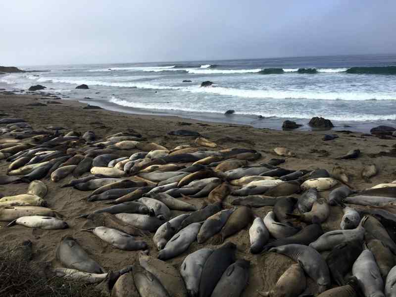 éléphants de mer