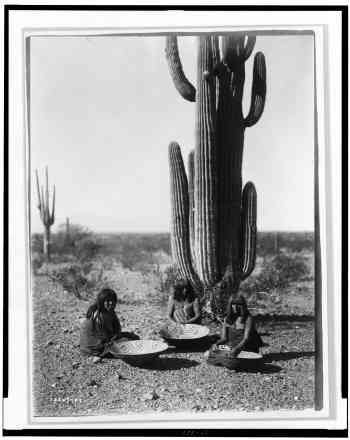 Saguaro gatherers