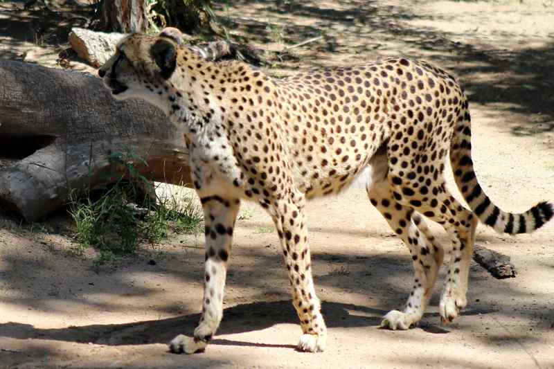 abq biopark