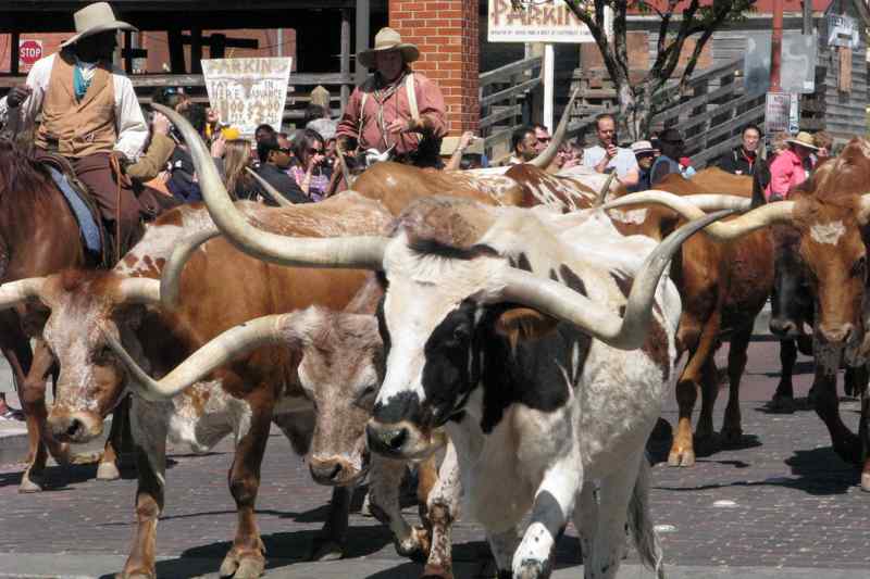 Longhorn Cattle Drives