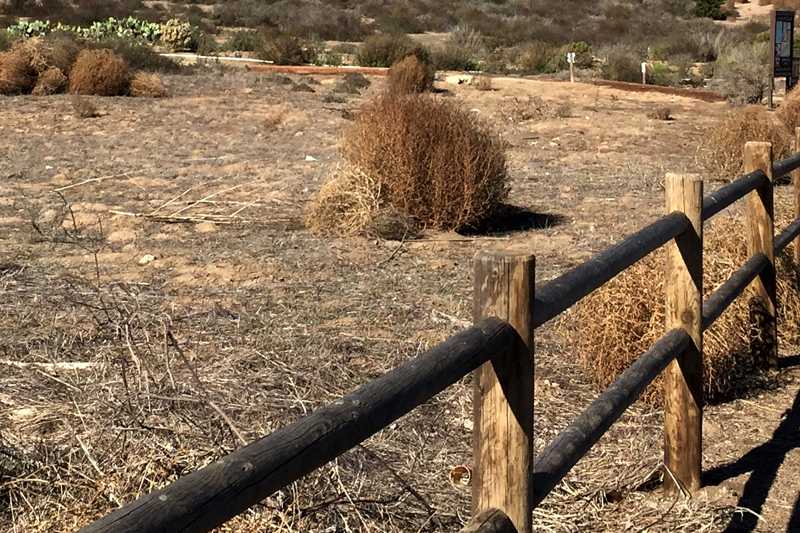 Tumbleweed