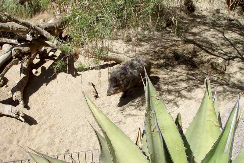 Living Desert Zoo and Gardens