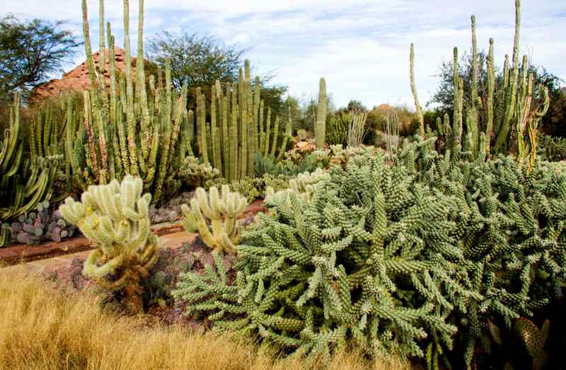 Desert Botanical Garden