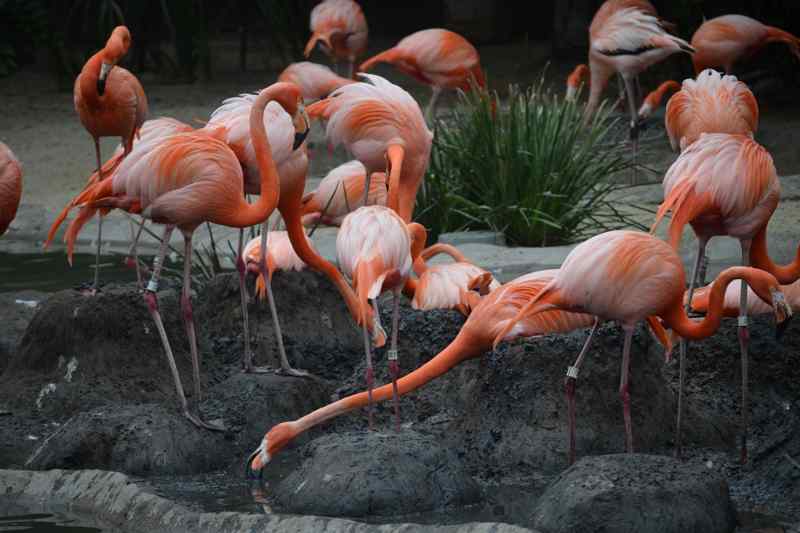 Zoo San Diego