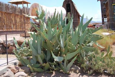 Fond d'écran Cactus 1