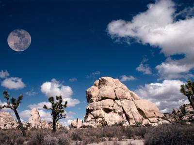 Fond d'écran Joshua Tree National Park 1