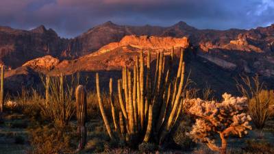 Fond d'écran Organ Pipe Cactus National Monument 1