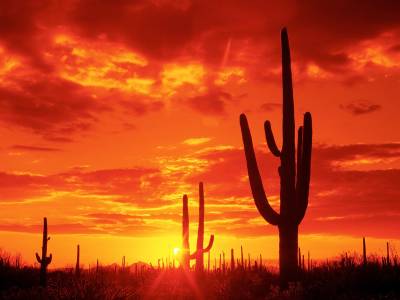 Fond d'écran Saguaro National Park