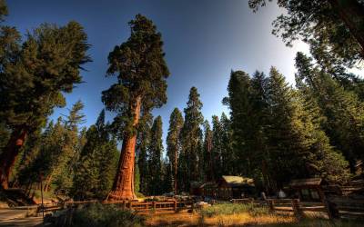 Fond d'écran Sequoia National Park et Kings Canyon 1