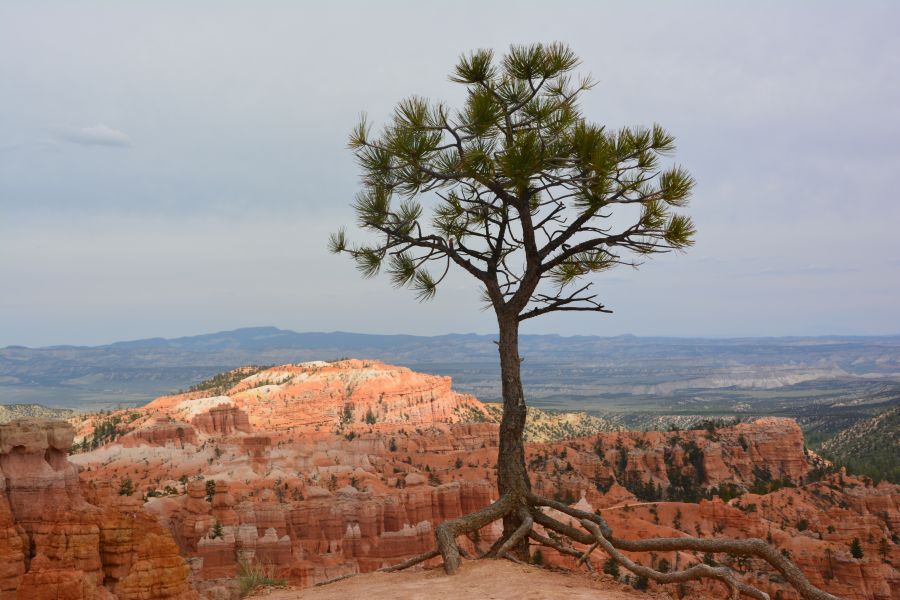 Arbre avec racines Bryce Canyon