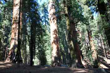 Album photo Sequoia National Park et Kings Canyon