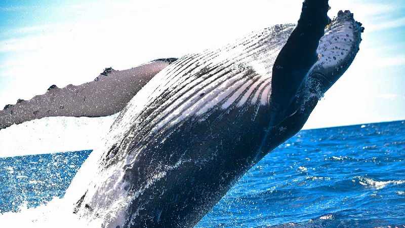 Observation des baleines en Californie